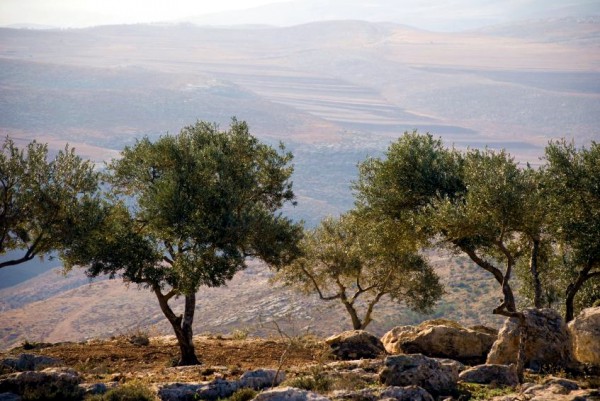 Olive trees on a hilltop near the West Bank village of Yanoun, near Nablus Olive Tree-Nablus