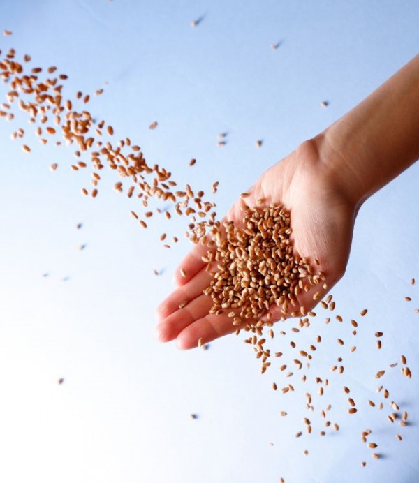 Sowing Seed sowing-seed