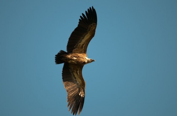 Griffon vulture flying in Gamla National Park Griffon-vulture