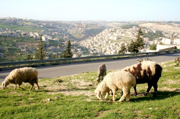 Sheeps and goat grazing in Jerusalem Sheep-goat-grazing-Jerusalem