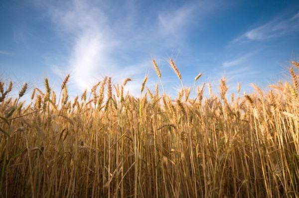 Wheat field Wheat-Joseph