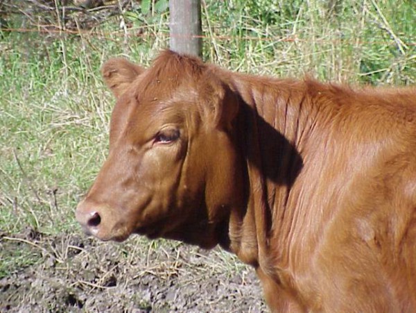 Red Heifer red-heifer-young-female-cow