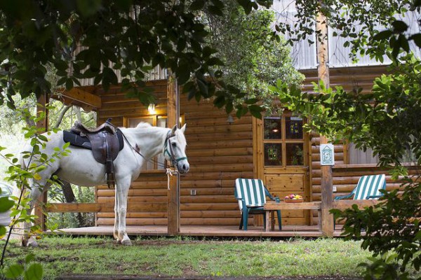 Zimmers Bed and Breakfast Horse-Cabin-Zimmers-Bed and Breakfast-Shabbat
