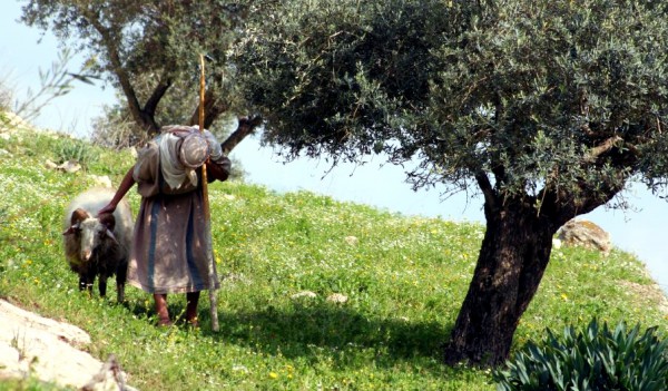 Shepherd under an olive tree Shepherd-olive tree-Sea of Galilee
