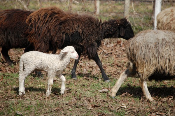 Pure Spotless Lamb Sheep-Lamb