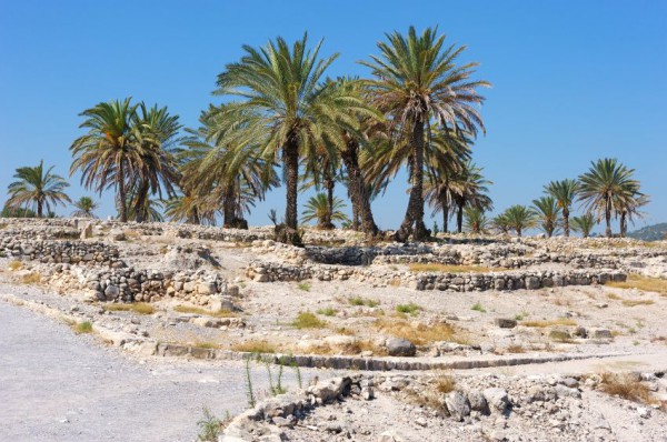 Megiddo Megiddo-sacred trees