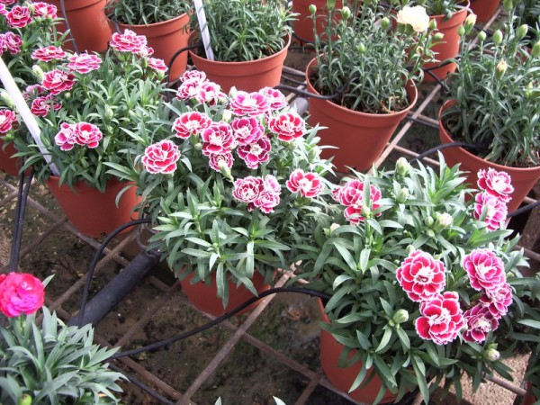 Dianthus caryophyllus Colori Drip irrigation-Simcha Blass-Yeshayahu