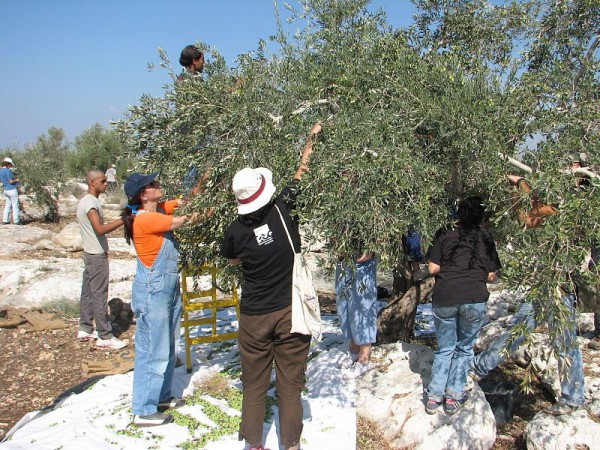 Harvesting Olives in Israel Olive_harvest