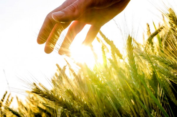 Hand over wheat field hand-wheat-field