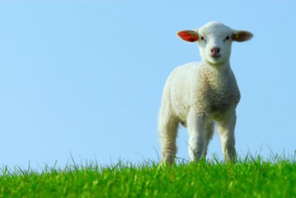 cute lamb in spring lamb-spring