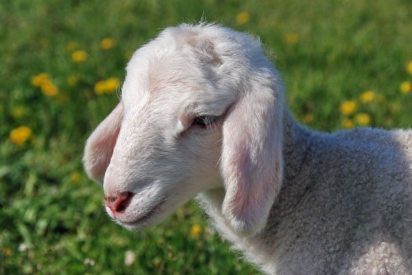 Newborn lamb Newborn-Lamb