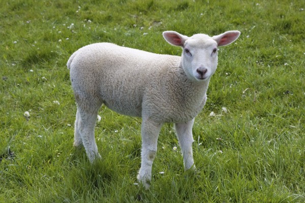 White Lamb on Green Grass lamb-white-green-grass