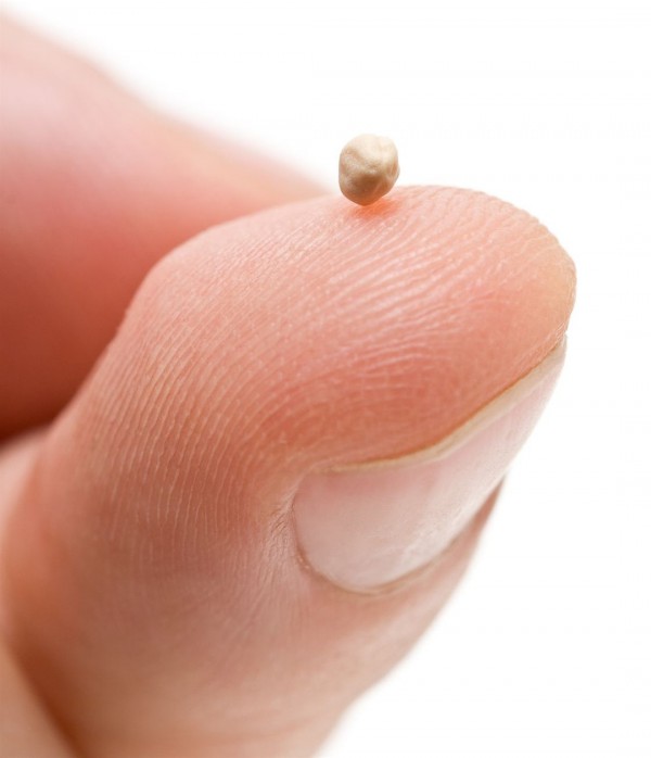 The mustard seed is not the smallest seed known to man. mustard-seed-smallest-seed-Judea