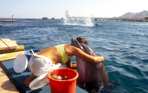 Dolphin Reef in Eilat, Israel aims to deepen the relationship between man and nature. At this unique facility, Dolphins are allowed to initiate contact with humans. Dolphin Reef Eilat Israel