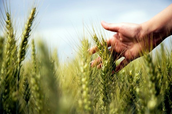 Harvest harvest-Shemitah-Shmittah