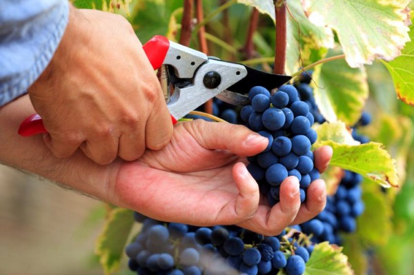 Israeli grape harvest Israeli-grape-harvest