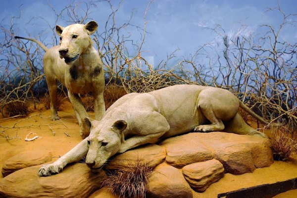 Tsavo Man-Eating Lions killed by Col. John Patterson Lions of Tsavo Chicago Field Museum Col Patterson