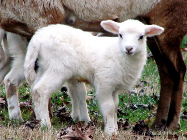 A lamb korbanot-offerings