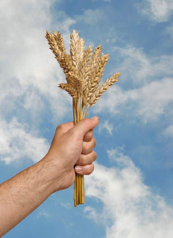 Counting the Omer counting the omer-Leviticus 23:15-16-offering