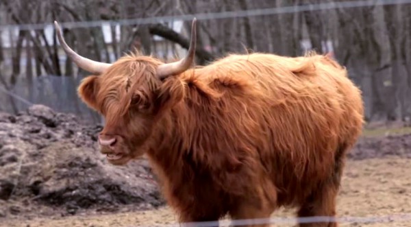 Red Heifer Parah Adumah-Red Heifer-candidate