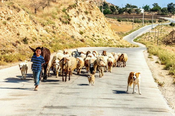 A Jordanian boy leads his flock. Although the Israelites first settled on the east side of the Jordan, in the 20th century, that land was allocated to the creation of an entirely new country called Transjordan (Jordan) by the League of Nations. A Jordanian boy leads his flock. Although the Israelites first settled on the east side of the Jordan, in the 20th century, that land was allocated to the creation of an entirely new country called Transjordan (Jordan) by the League of Nations.