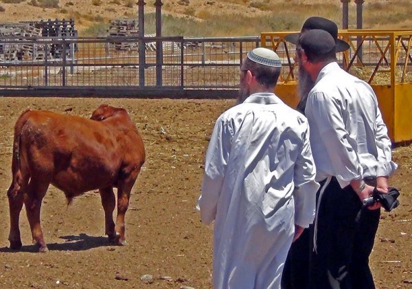 A Kohen and men from the Temple Institute have a look at Israeli cattle. (Temple Institute Facebook photo) A Kohen and men from the Temple Institute have a look at Israeli cattle. (Temple Institute Facebook photo)