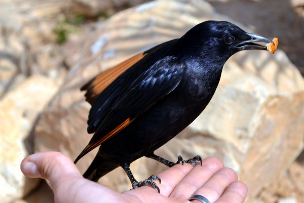 A Tristram's Starling at Massada Handfeeding a Tristram's Starling-bird- Masada- Dead Sea-Judean Desert-provision