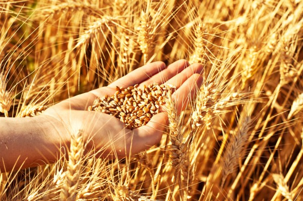 Count off seven weeks from the time you begin to put the sickle to the standing grain. Deuteronomy 16:9 Count off seven weeks from the time you begin to put the sickle to the standing grain. Deuteronomy 16:9