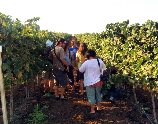 According to Israel Tourism, Israel has 25 commercial wineries and over 150 boutique wineries. Eighty-five percent of them were founded in the last decade. (Israel Tourism photo) According to Israel Tourism, Israel has 25 commercial wineries and over 150 boutique wineries. Eighty-five percent of them were founded in the last decade. (Israel Tourism photo)