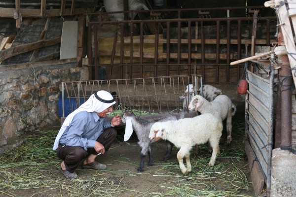 Bedouin shepherd in Israel (Father of Ishmael Khaldi, the first Bedouin diplomat in the Israeli Ministry of Foreign Affairs). (Photo by Robert Scoble) Bedouin shepherd in Israel (Father of Ishmael Khaldi, the first Bedouin diplomat in the Israeli Ministry of Foreign Affairs). (Photo by Robert Scoble)
