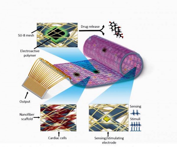 web-bionic-heart-patch bionic heart patch-TAU-cardiac advances-Israel science and medicine