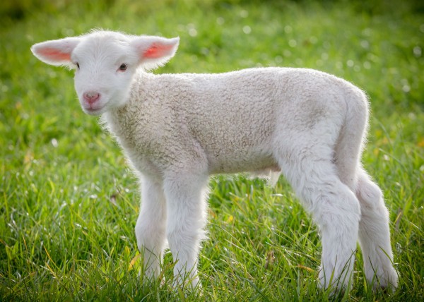 Lamb Passover, Offerings, Korbanot